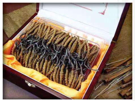 新建冬虫夏草回收